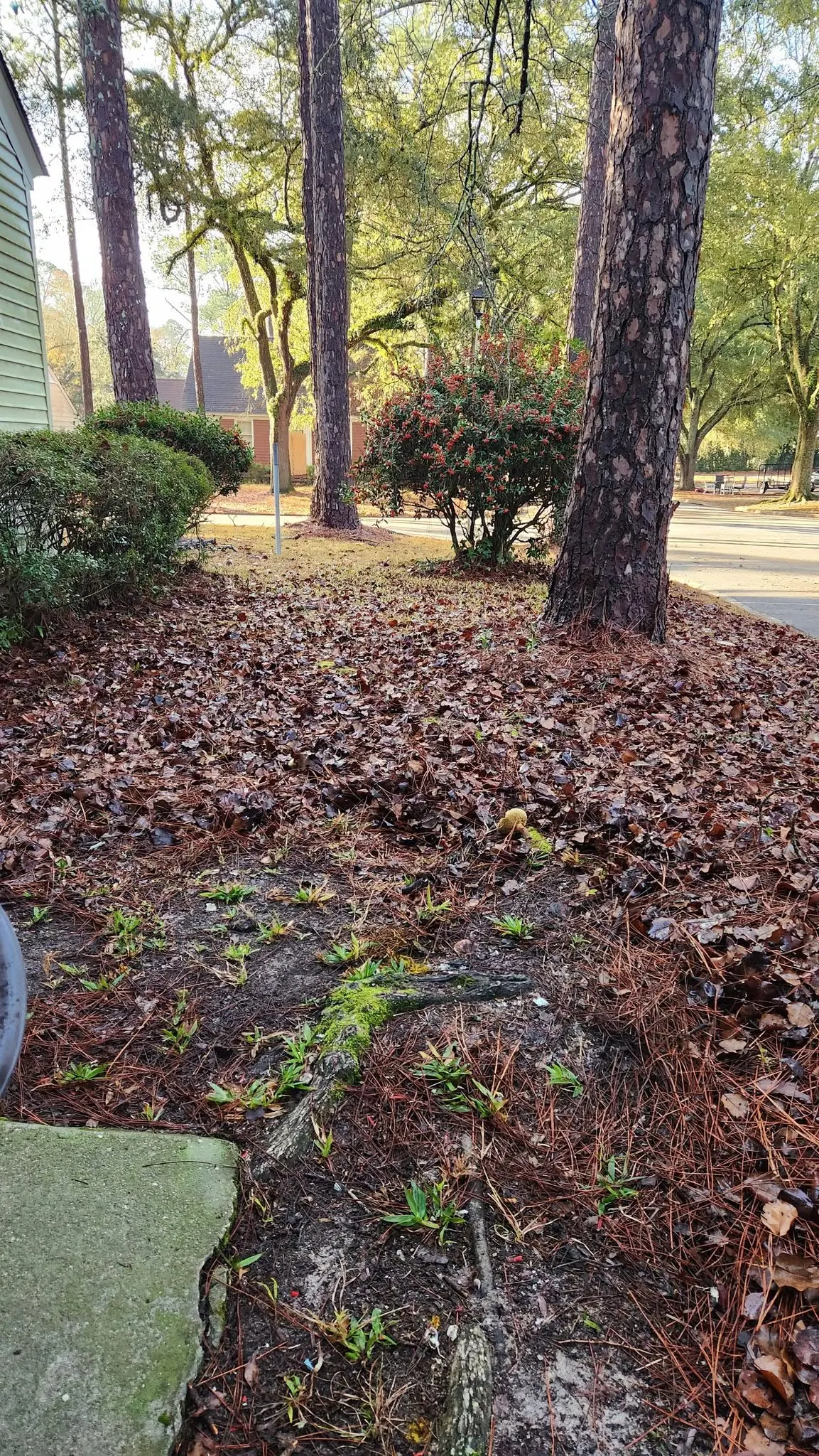 LPZ Pro lawn care and landscaping work in the Albany area