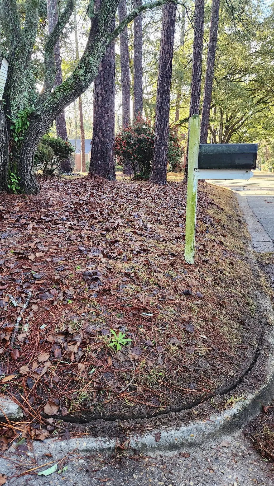 LPZ Pro lawn care and landscaping work in the Albany area