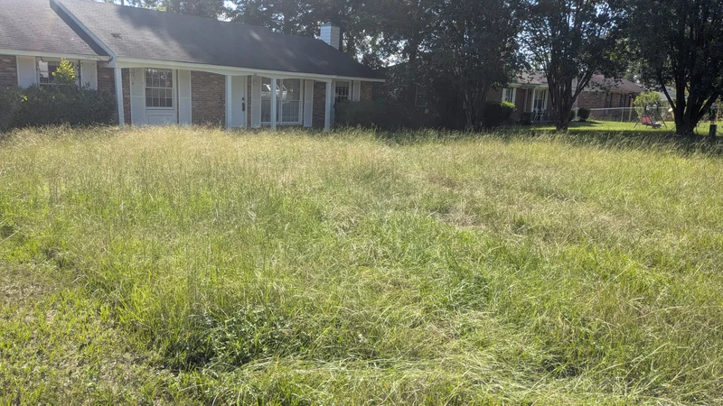 Overgrown grass awaiting lawn care at a residential property